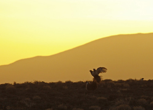 pictures orange bird nature birds animal animals silhouette sunrise outdoors flying photo fight wings pretty natural image photos pics background wildlife nevada flight picture grouse slide pic images sage photographs photograph page chase greater title powerpoint usgs avian lek sagegrouse werc greatersagegrouse centrocercusurophasianus displace centrocercus urophasianus