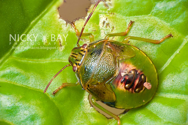 Stink Bug (Pentatomidae) - DSC_0484