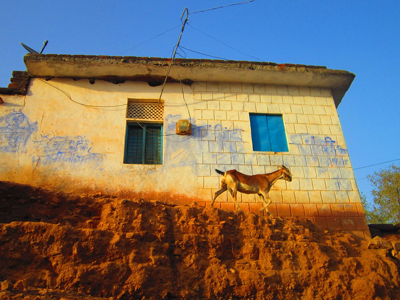 A goat walking past blue Holi powder marks in Orchha, India