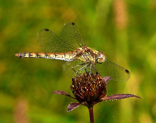 france dragonfly libellule libellulidae rhônealpes sudest saôneetloire sympétrum