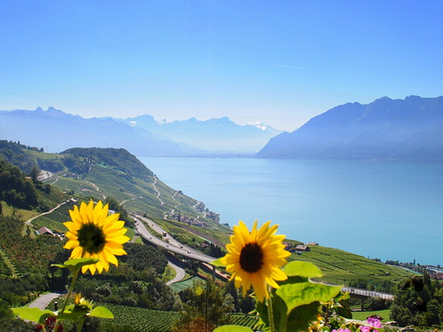 lake alps landscape switzerland suisse lac vineyards sunflower leman paysage léman tournesol vaud lavaux grandvaux vignobles mygearandme blinkagain