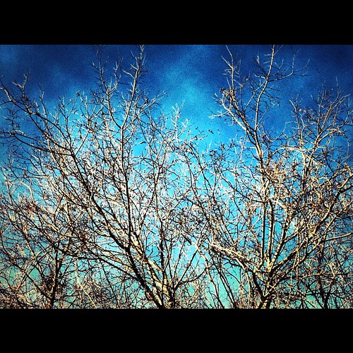 blue sky tree nature outdoor branches iphone4 iphoneography uploaded:by=flickstagram instagram:photo=6416525563722690