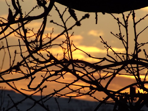 tree silhouette swansea wales sunrise