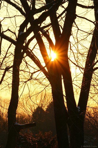 trees sunset sun silhouette sunburst starburst gypsymarestudios jennifermacneilltraylor jmacneilltraylor
