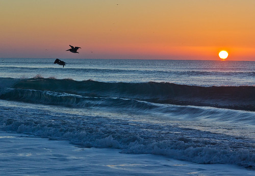 thanksgiving sunset bird beach pelicans birds sunrise northcarolina pelican emeraldisle