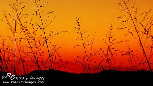 sunset orange grass golden tn nashville tennessee north