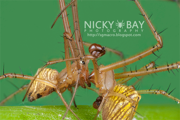 Striated Tylorida Spiders (Tylorida striata) - DSC_3397