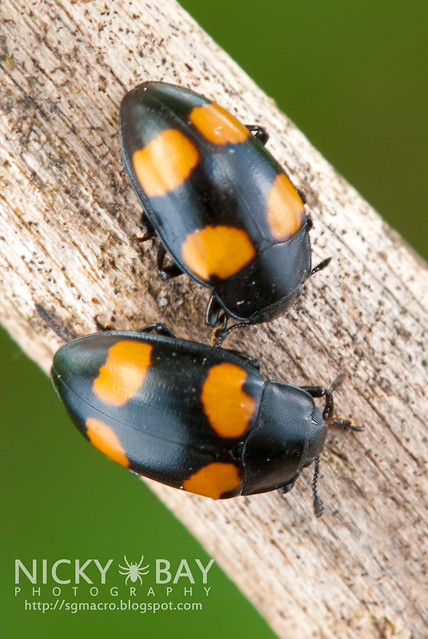 Four Spotted Fungus Beetle - DSC_1590