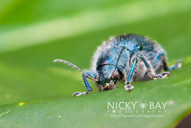 Blue Beetle - DSC_0926