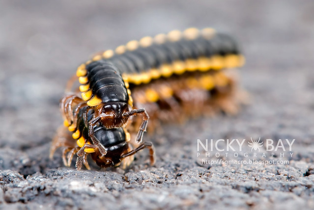 Yellow-Spotted Millipedes (Anoplodesmus sp.?) - DSC_9999