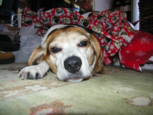 197/365/1658 (December 25, 2012) - Flapjack Christmas Morning (2012)