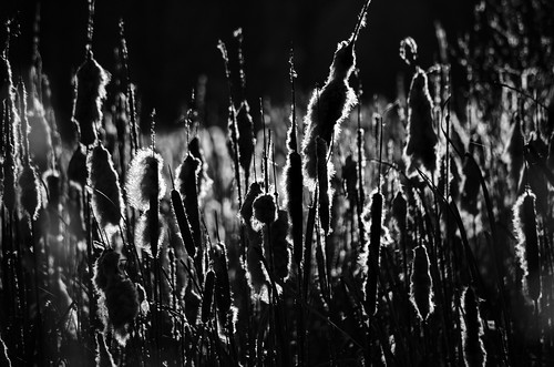 sunset italy plants white black nature cane europe italia tramonto wildlife natura oasis piante bianco nero canne racconigi oasi lipu selvaggio