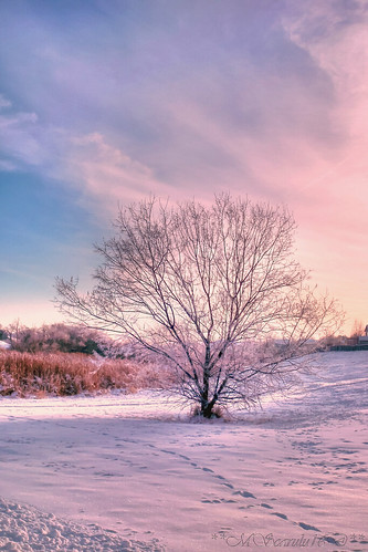 winter colors soft lovelylandscapes