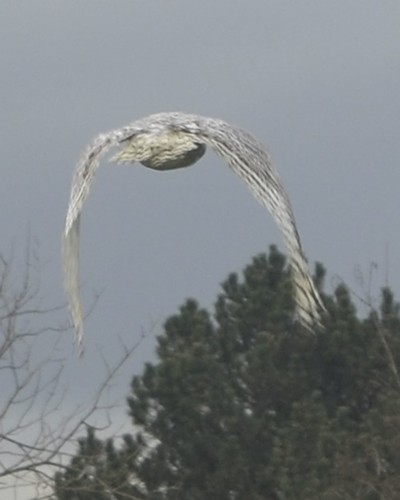 Snowy in flight (closeup 2)