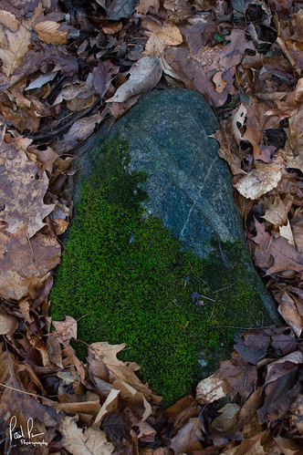 rock contrast forest moss