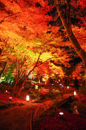 japan night landscape kyoto pentax momiji 京都 日本 sagano k5 京都府 嵯峨野 kyotoprefecture 宝筐院 houkyouin