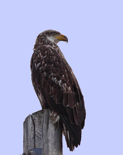 baldeagle eagles raptors haliaeetusleucocephalus