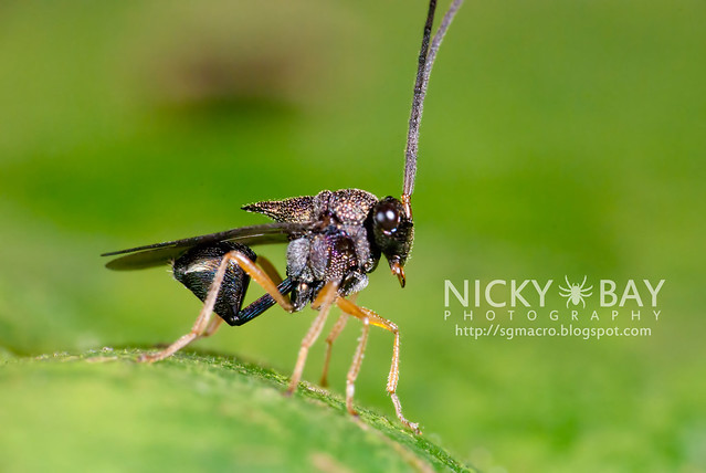 Eucharitid Wasp (Eucharitidae) - DSC_3204