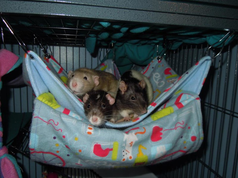 Milo, Keno and Toby&#039;s Rat Stash