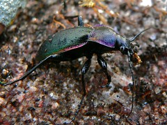 Violet Ground Beetle (Megodontus purpurascens) - Photo of Murat-sur-Vèbre