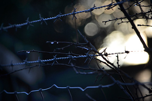 winter sunrise fence wire barbedwire hff nikond7000 darlandbanksnaturereserve fencedfriday peteware