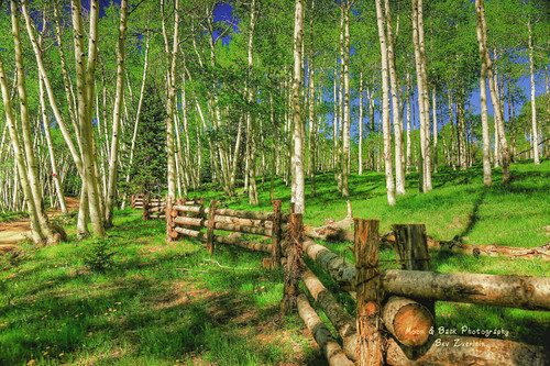 trees rural fence countryside colorado country mountainside splitrailfence logfence rurallandscape aspenbreeze roughfence gpsetest bevzuerlein splitraillogfence aspenbreex