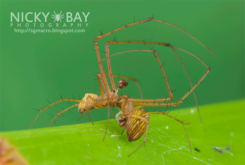 Striated Tylorida Spiders (Tylorida striata) - DSC_3289