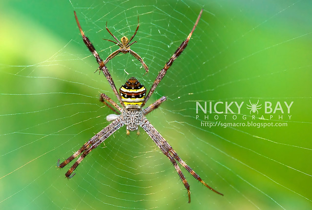 St Andrew's Cross Spider (Argiope pulchella) - DSC_7159