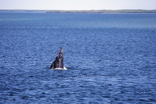 mexico mammal bay marine whale magdalena