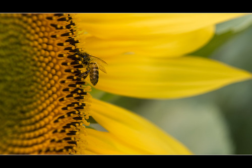 pjerry pierretimmermans photopjerry photography sunflower bee nikon nikkor nature d800 dof 2470mmf28 2016 champagneardenne summer closeup france cauroy machault ardenne