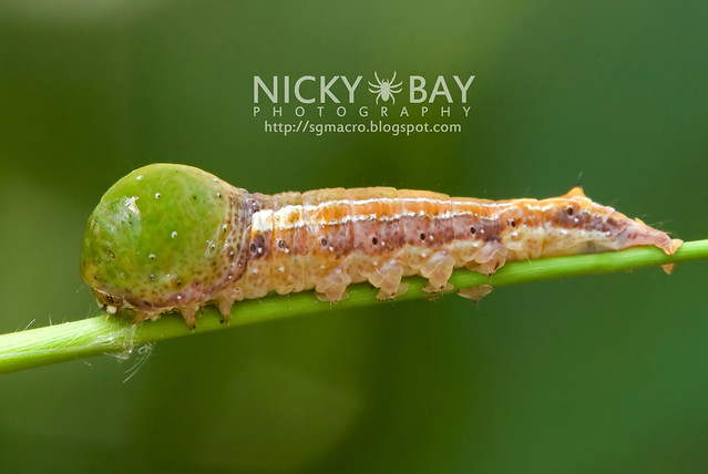 Nolid Moth larva (Nolidae) - DSC_7865