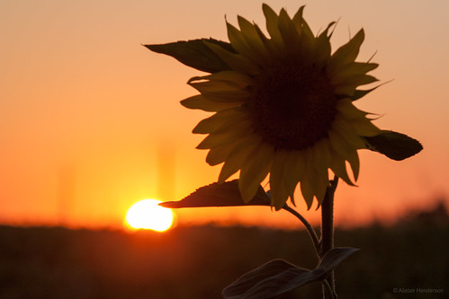 2016 france gite laroultiere loirevalley paysdeloire valdeloire dusk sunflower sunset breil fr