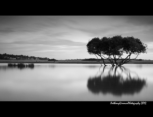 longexposure bw mangrove bonnievale theroyalnationalpark bwnd110