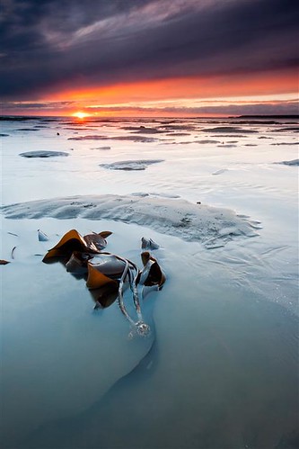 ocean morning sea seascape seaweed sunrise dawn scotland broughtyferry dundee angus north scottish monifeith tayfirth
