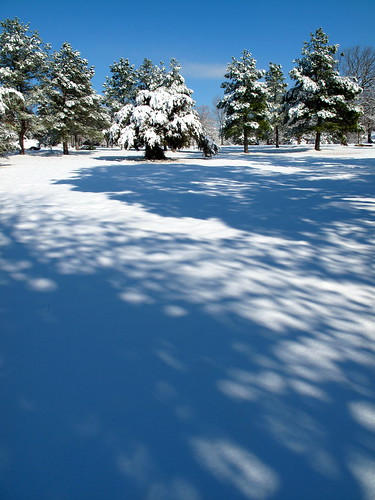 trees snow landscape december arkansas