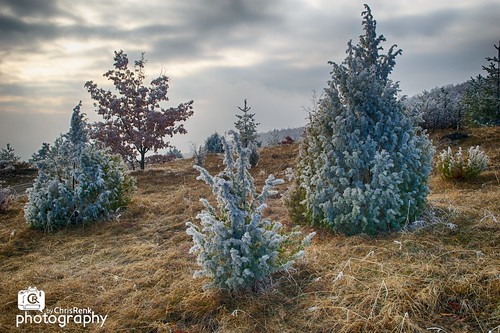 winter tree art photography frozen nikon serbia kosovo afsdxzoomnikkor1755mmf28gifed blinkagain