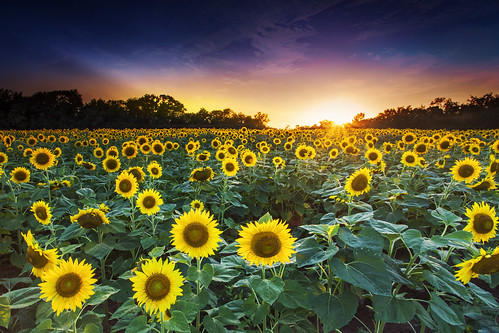 sunset sunflare sunflowers hot humid insects bloodsuckers flowers landscape gradientfilter leefilters maryland composite blended sunrise