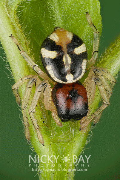Crab Spider (Camaricus maugei) - DSC_2916_3d