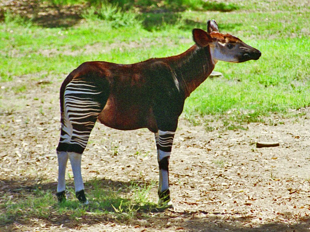 Giraffidae - Okapia johnstoni - Okapi