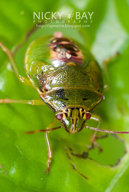 Stink Bug (Pentatomidae) - DSC_0461