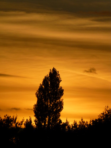 sun tree clouds sunrise chester
