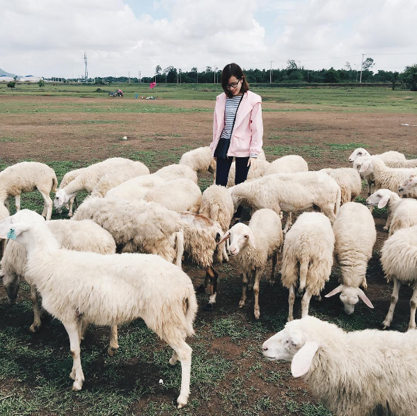 Tour đi Đồng cừu Ninh Thuận