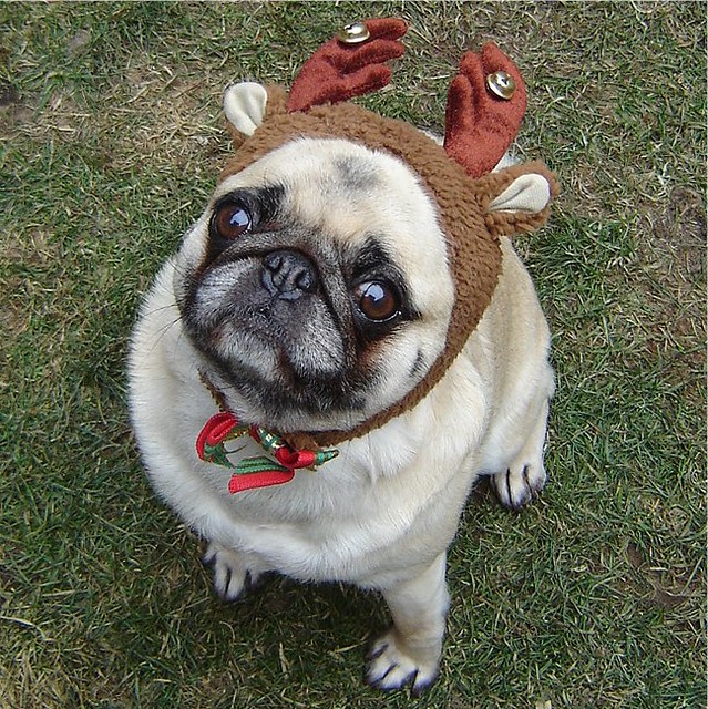 Pug Compact Reindeer Christmas Costume