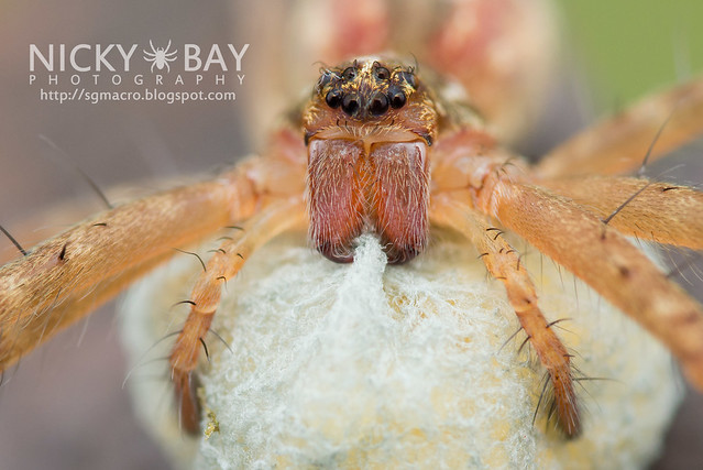Nursery Web Spider (Sphedanus sp.) - DSC_1952