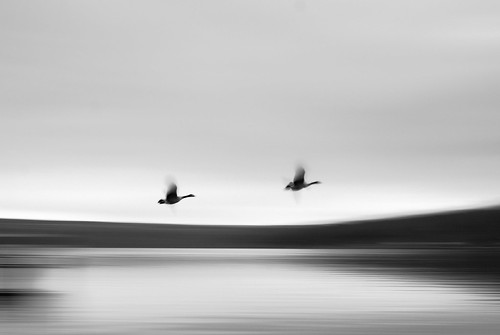 park new york morning winter white lake ny black blur bird nature water birds sunrise dawn flying state finger flight lakes upstate monochromatic canadian taughannock waterscape gesse