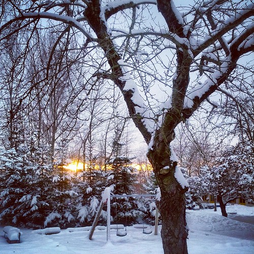 schnee winter sunset snow tree germany deutschland sonnenuntergang saxony sachsen baum chemnitz instagram samsunggalaxynexus