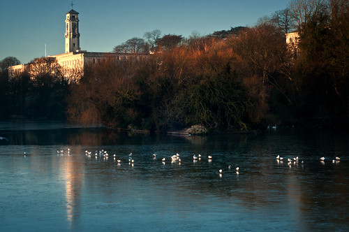 morning seagulls lake reflection ice water birds landscape golden saturation trentbuilding universityofnottingham