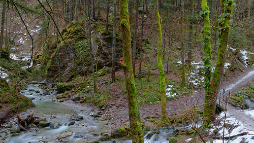 wood forest austria moss vorarlberg götzis örflaschlucht longtoimeexposure