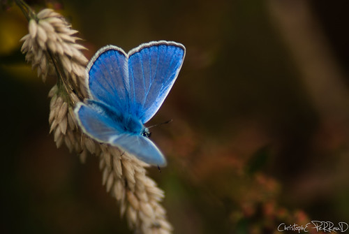 nature wildlife papillons azurée macro argus saintphilbertdegrandlieu loireatlantique