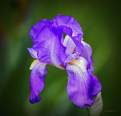 Brian_Purple Iris 1 LG_050816_2D